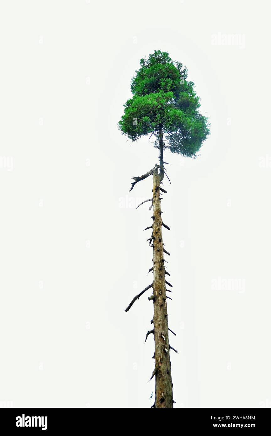 One tree, Hill Station, Mall Road, Chowrasta, Darjeeling, West Bengal, India, Asia Stock Photo