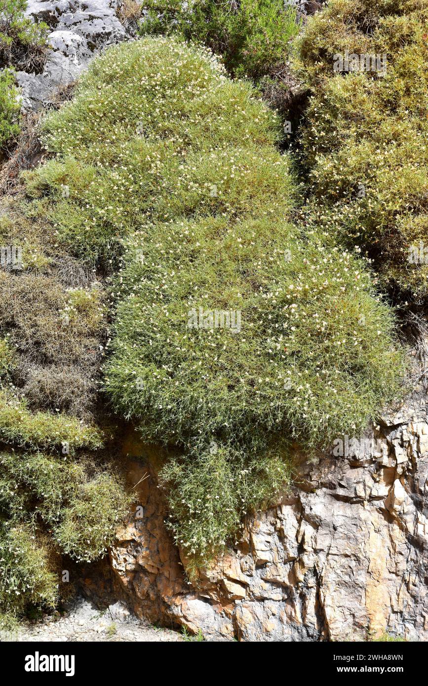 Echinospartium boissieri is an spiny shrub endemic to southern Spain mountains. This photo was taken in Sierra de Cazorla Natural Park, Jaen province, Stock Photo