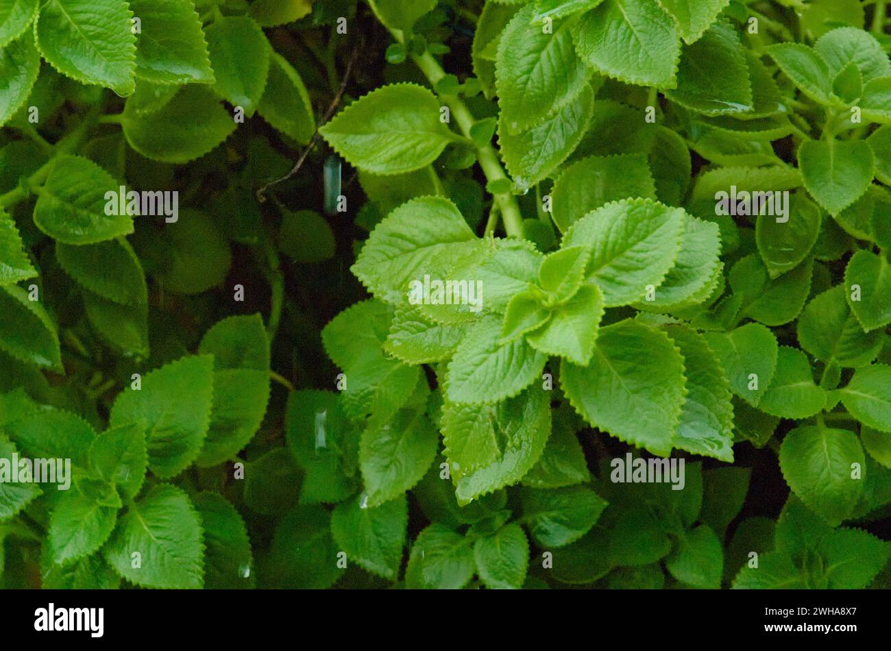 Pattern of fresh green leaves of Indian borage covered in raindrops, Rustic borage (Botanical name - Plectranthus amboinicus) Stock Photo