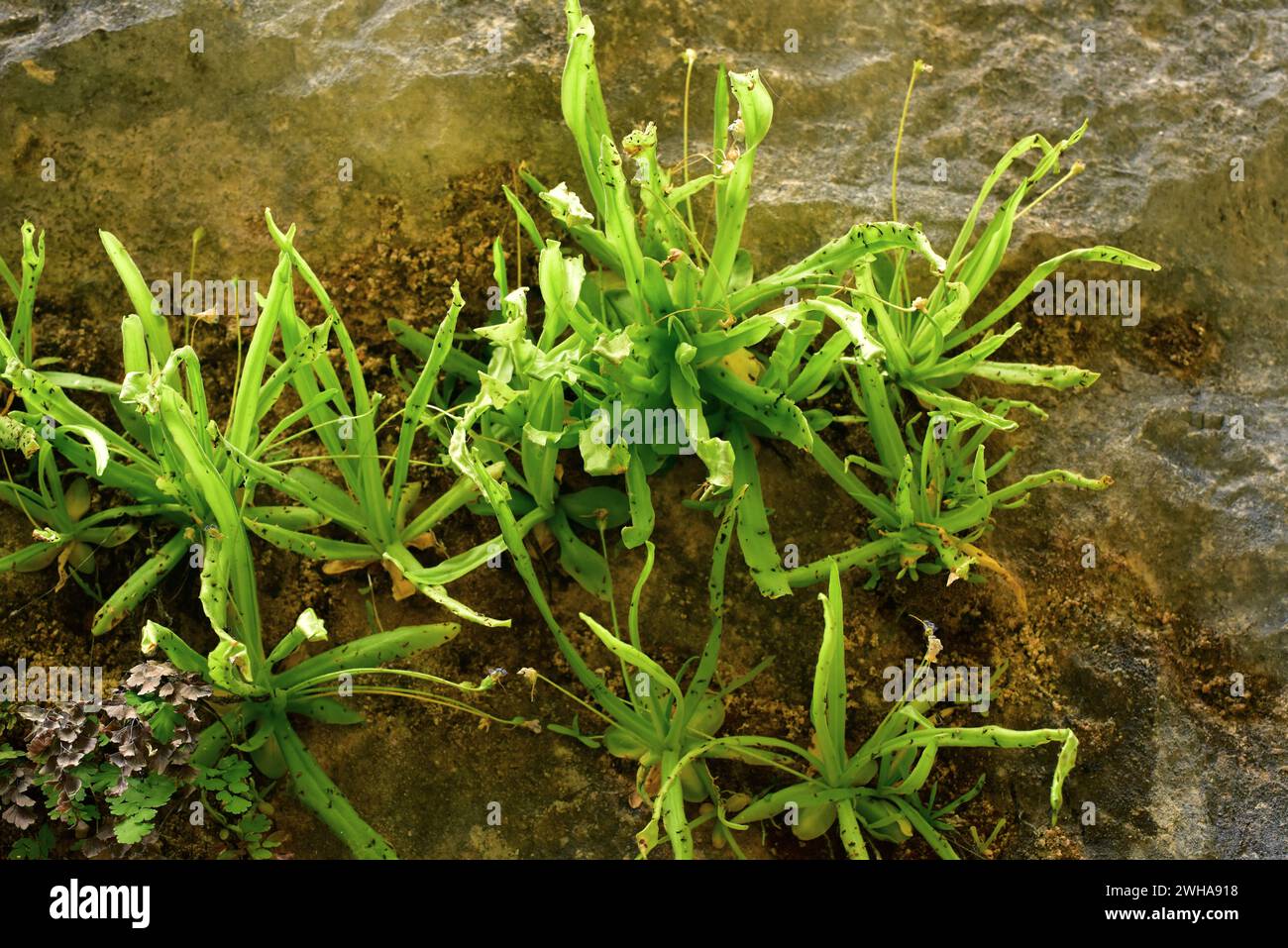 Pinguicula vallisneriifolia is a carnivorous herb endemic to Sierra de Cazorla, Segura y Las Villas. This photo was taken in Rio Borosa, Sierra de Caz Stock Photo