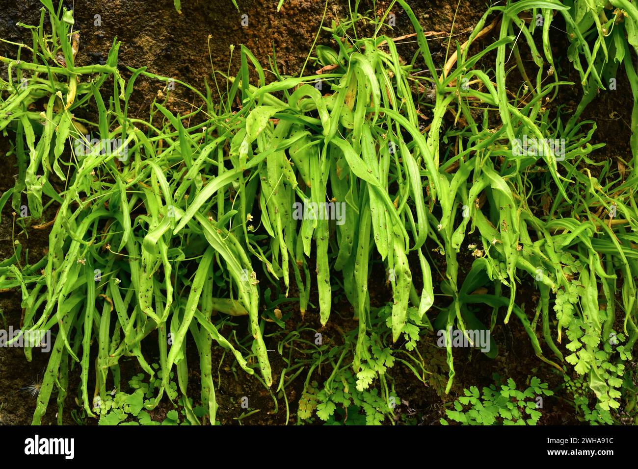 Pinguicula vallisneriifolia is a carnivorous herb endemic to Sierra de Cazorla, Segura y Las Villas. This photo was taken in Rio Borosa, Sierra de Caz Stock Photo