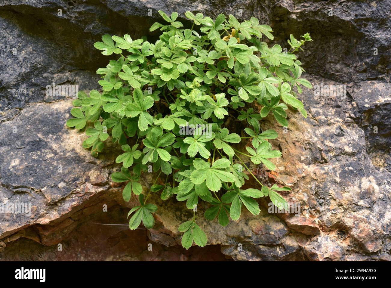 Cinquefolis (Potentilla caulescens or Potentilla petrophila) is a perennial herb that grows on limestone walls. This photo was taken in Sierra de Cazo Stock Photo