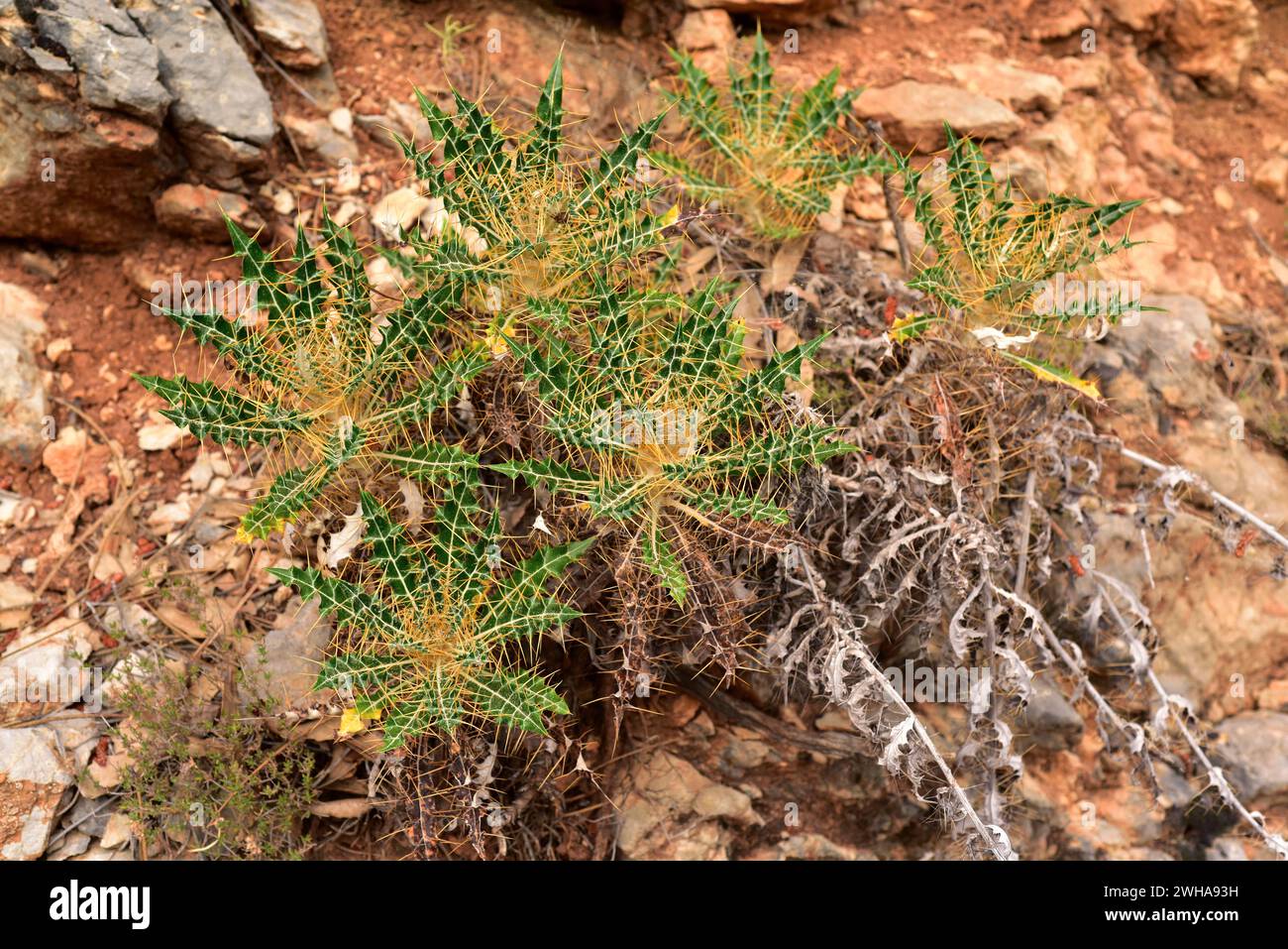Ptilostemon hispanicus is a thorny perennial herb native to Spain. This photo was taken in Sierra de Cazorla Natural Park, Jaen province, Andalucia, S Stock Photo