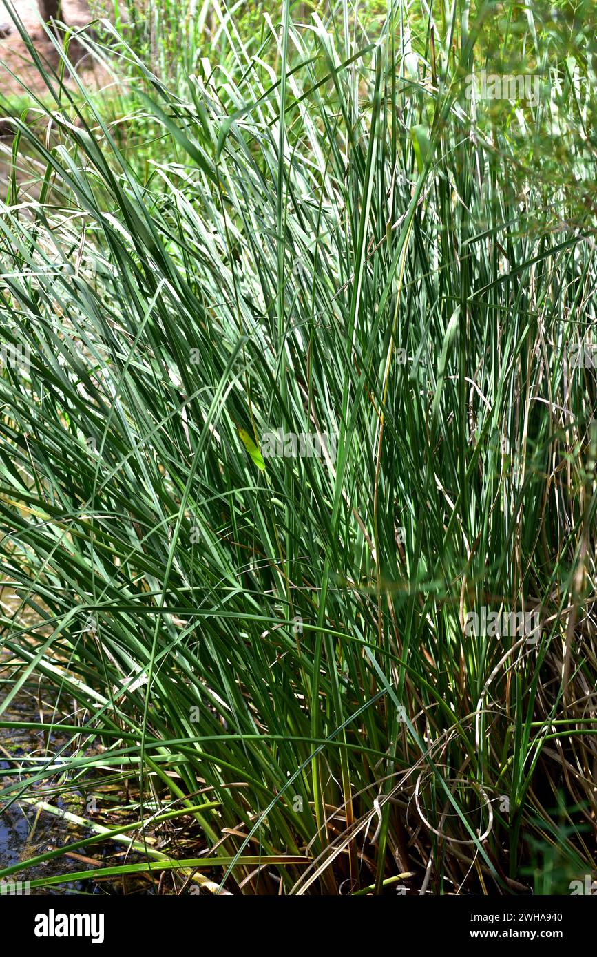 Elephant grass or ravennagrass (Saccharum ravennae) is a large grass native to southern Europe and Asia. This photo was taken in Sierra de Cazorla Nat Stock Photo