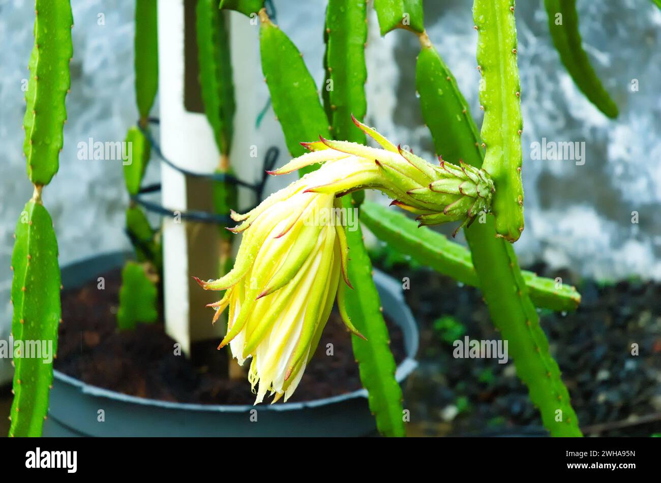 Dragon fruit flowers that have withered after blooming overnight