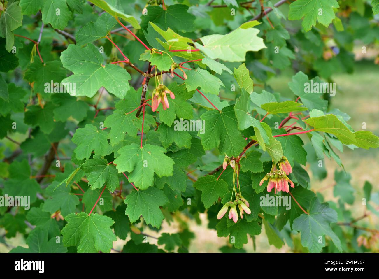 Acer opalus granatensis is a subspecies of maple endemic to southern Spain and Morocco mountains. Fruits and leaves detail. This photo was taken in Si Stock Photo