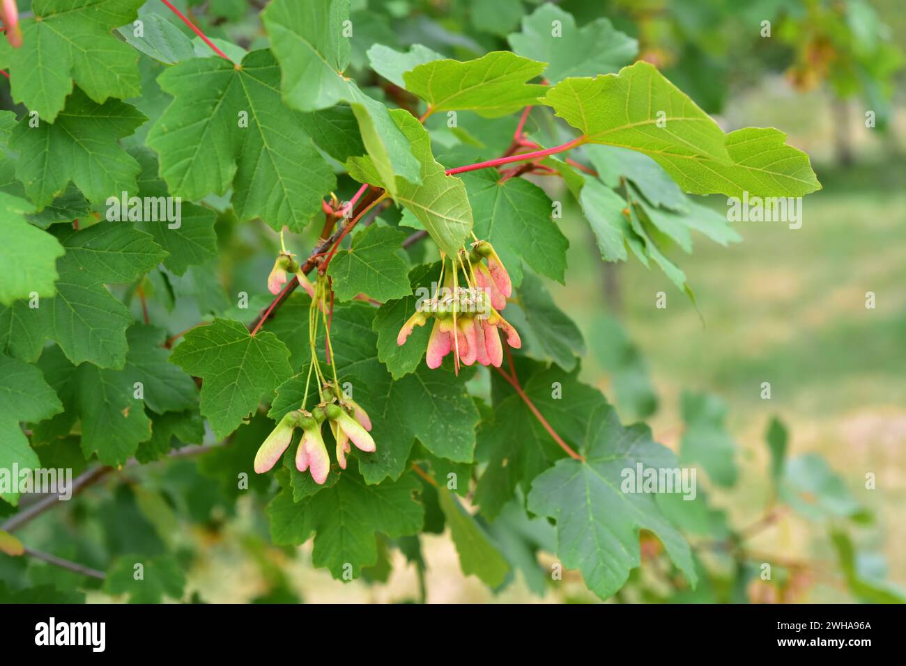 Acer opalus granatensis is a subspecies of maple endemic to southern Spain and Morocco mountains. Fruits and leaves detail. This photo was taken in Si Stock Photo
