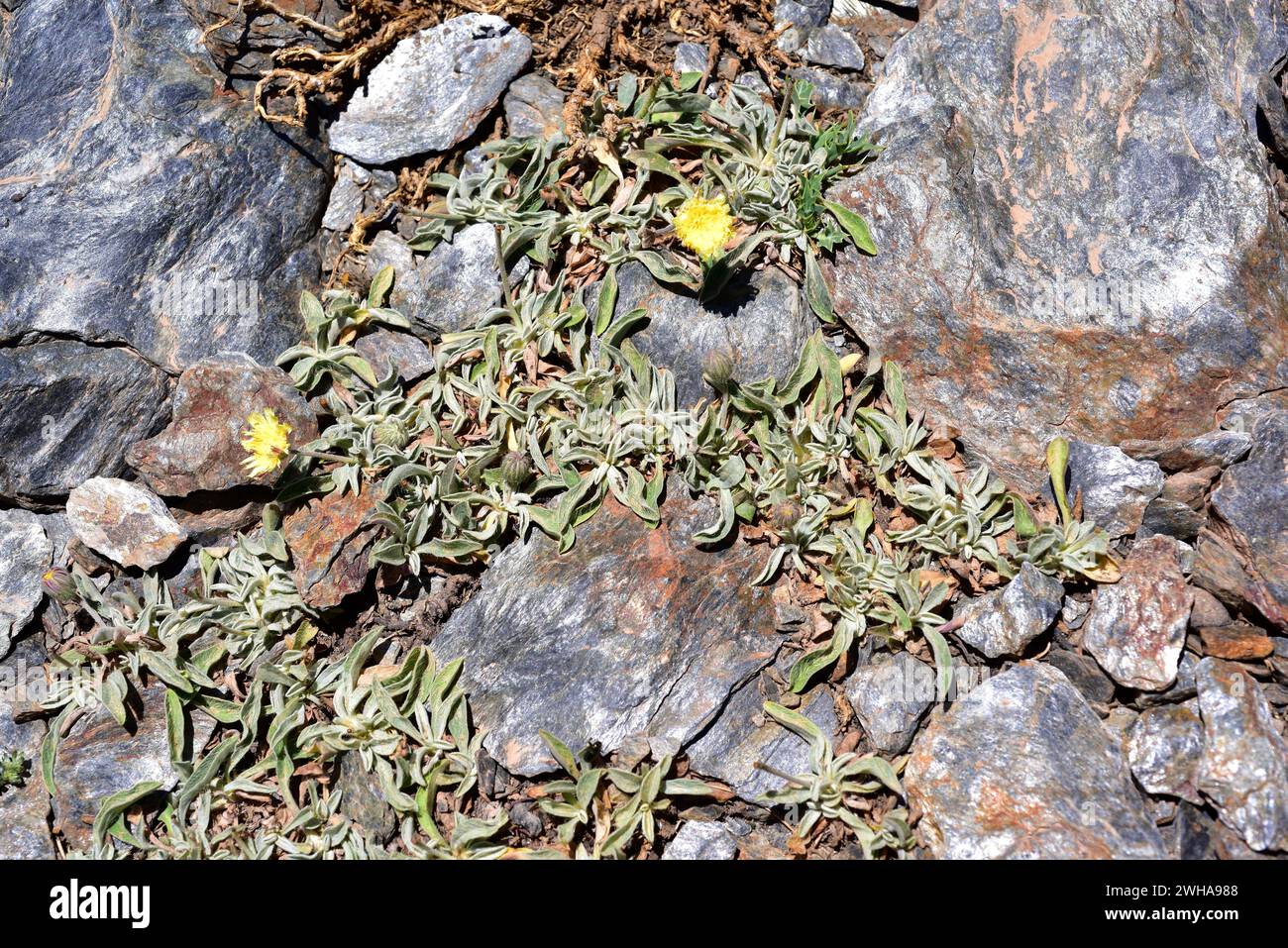 Andryala agardhii is a perennial herb endemic to Andalucia mountains and north western Africa. This photo was taken in Sierra Nevada National Park, Gr Stock Photo