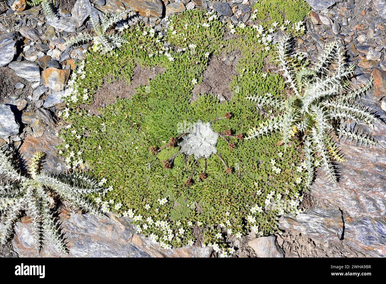 Arenaria tetraquetra amabilis is a subspecies endemic to Sierra Nevada (Granada, Spain). At center Plantago nivalis and at left and right Carduus carl Stock Photo