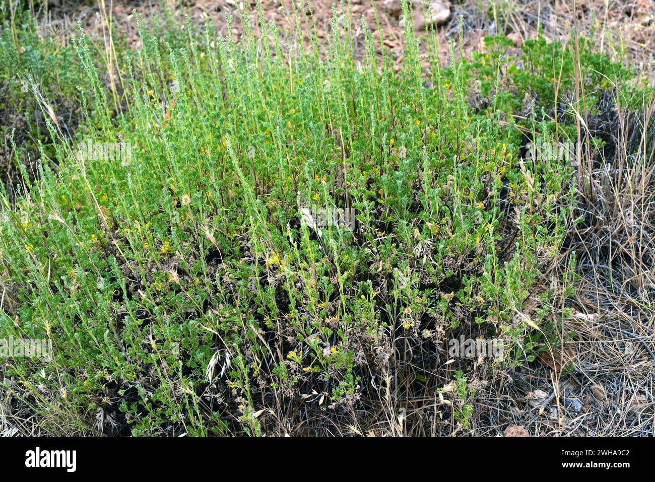 Artemisia alba nevadensis is a perennial plant endemic to Sierra Nevada and Sierra de Baza. This photo was taken in Sierra Nevada National Park, Grana Stock Photo