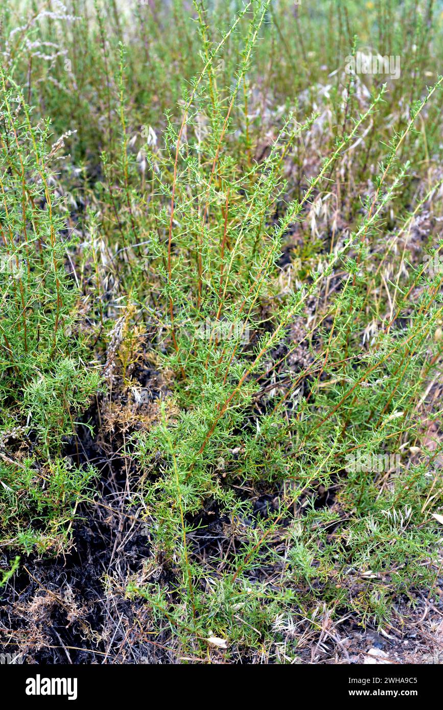 Artemisia campestris glutinosa is a perennial plant native to western Mediterranean Basin. This photo was taken in Sierra Nevada National Park, Granad Stock Photo