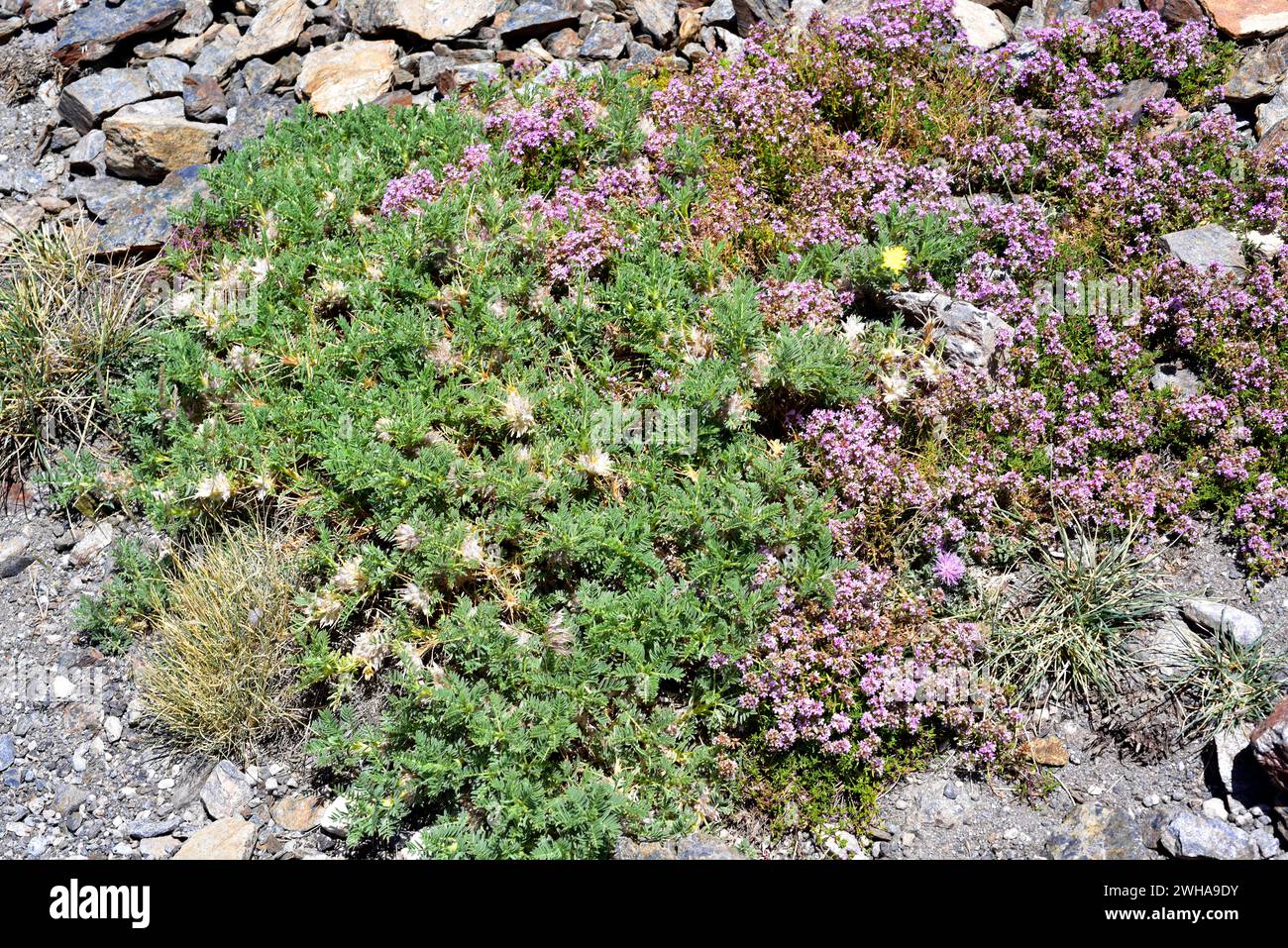 Astragalus granatensis or Astracantha granatensis is a cushion-shaped subshrub native to Spain mountains and Atlas (Morocco). At right Thymus serpyllo Stock Photo