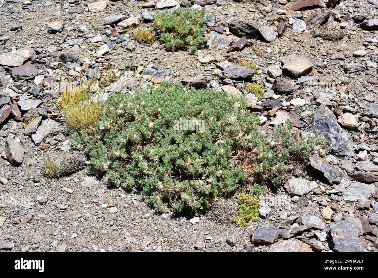 Astragalus granatensis or Astracantha granatensis is a cushion-shaped subshrub native to Spain mountains and Atlas (Morocco). This photo was taken in Stock Photo