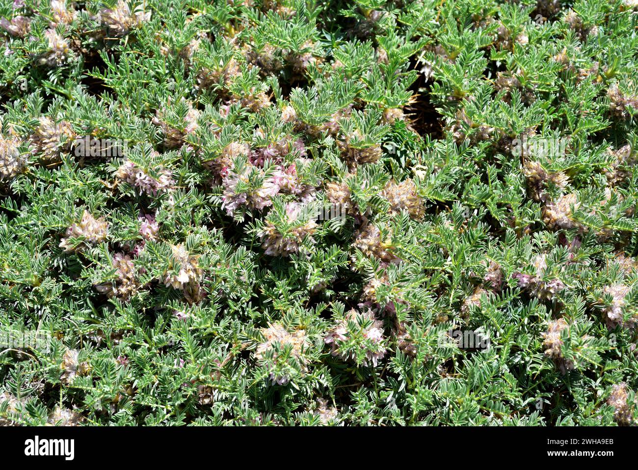 Astragalus granatensis or Astracantha granatensis is a cushion-shaped subshrub native to Spain mountains and Atlas (Morocco). This photo was taken in Stock Photo