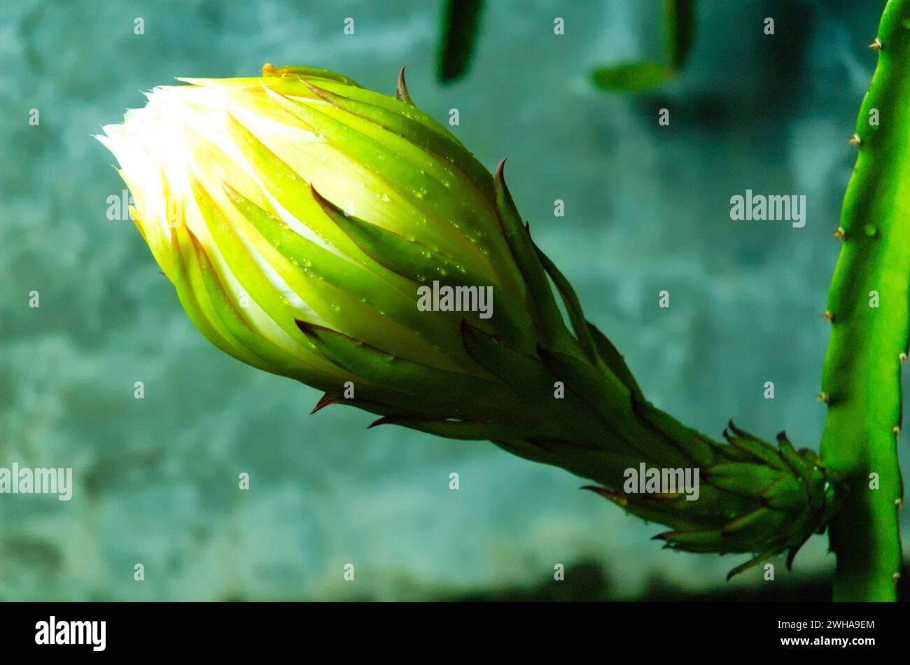 Dragon fruit flower buds that are ready to bloom, cactus that produce flowers and fruit. Flowers start to bloom at night. Super red type of Red Dragon Stock Photo