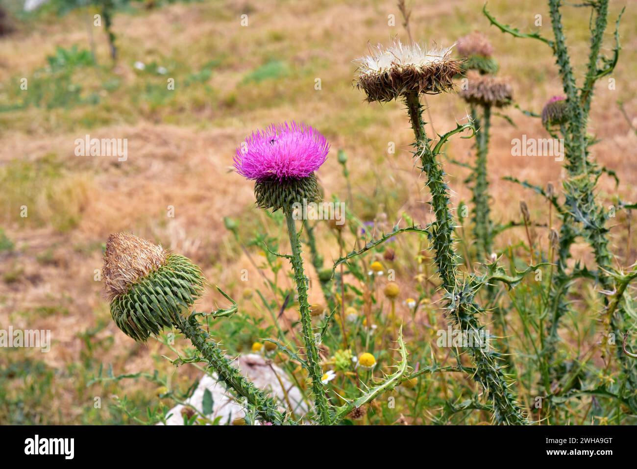 Carduus platypus granatensis is a spiny plant endemic to center and southern Spain mountains. This photo was taken in Sierra Nevada National Park, Gra Stock Photo