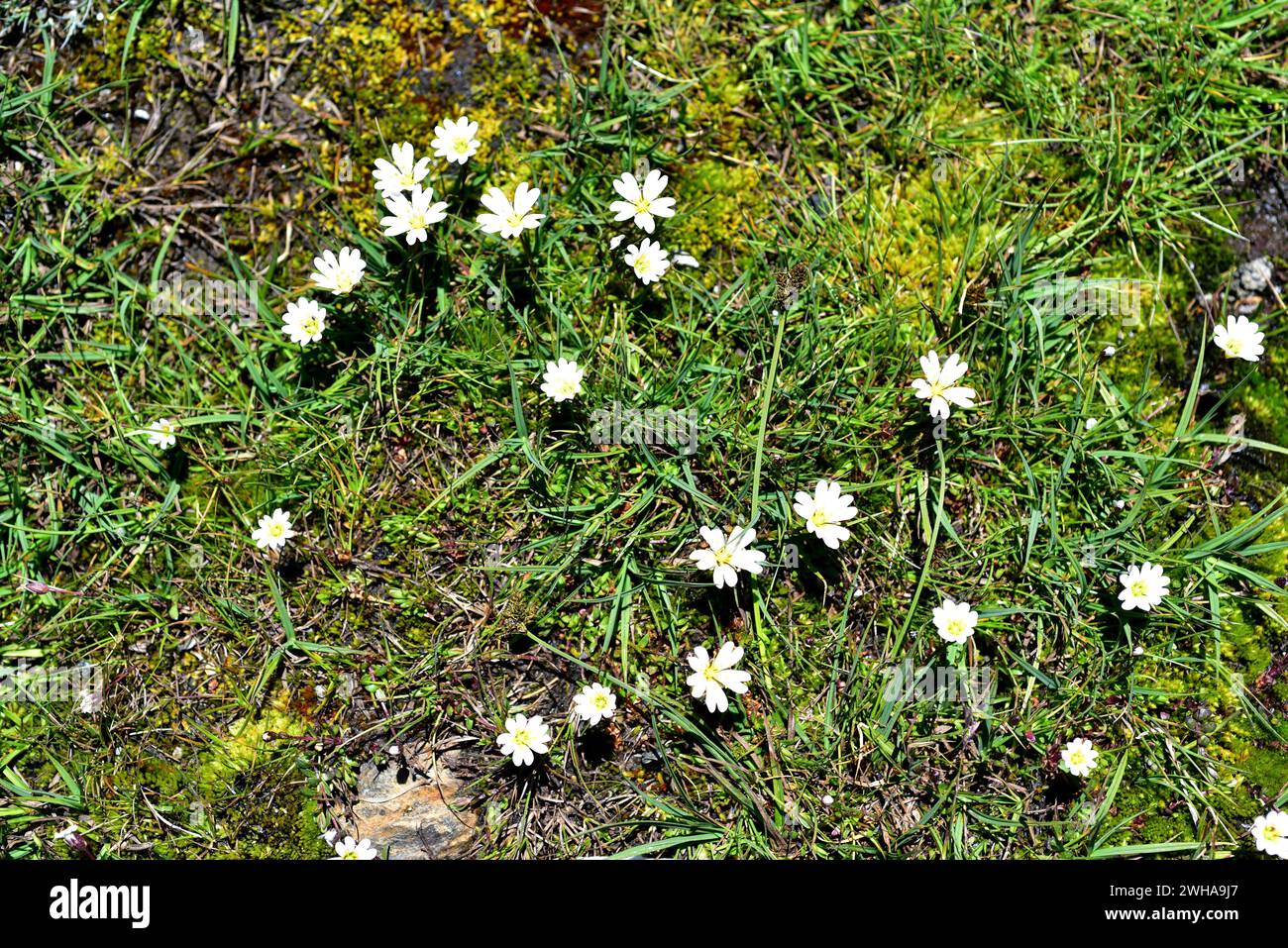 Cerastium alpinum aquaticum is a perennial herb endemic to Sierra Nevada. This photo was taken in Sierra Nevada National Park, Granada province, Andal Stock Photo