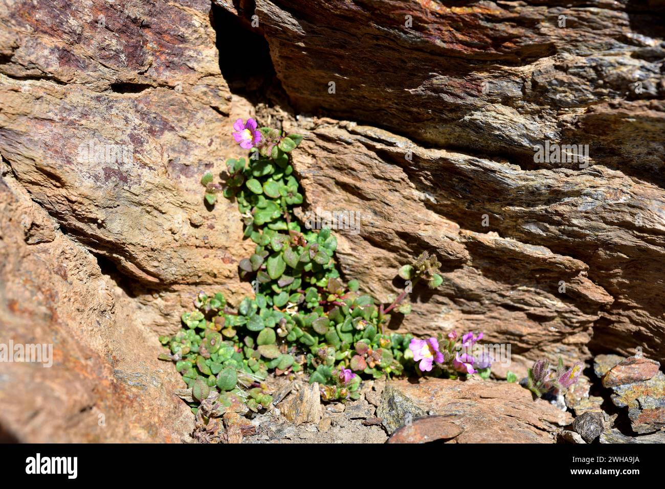 Espuelillas de Sierra Nevada (Chaenorhinum glareosum) is a perennial herb endemic to Sierra Nevada. This photo was taken in Sierra Nevada National Par Stock Photo