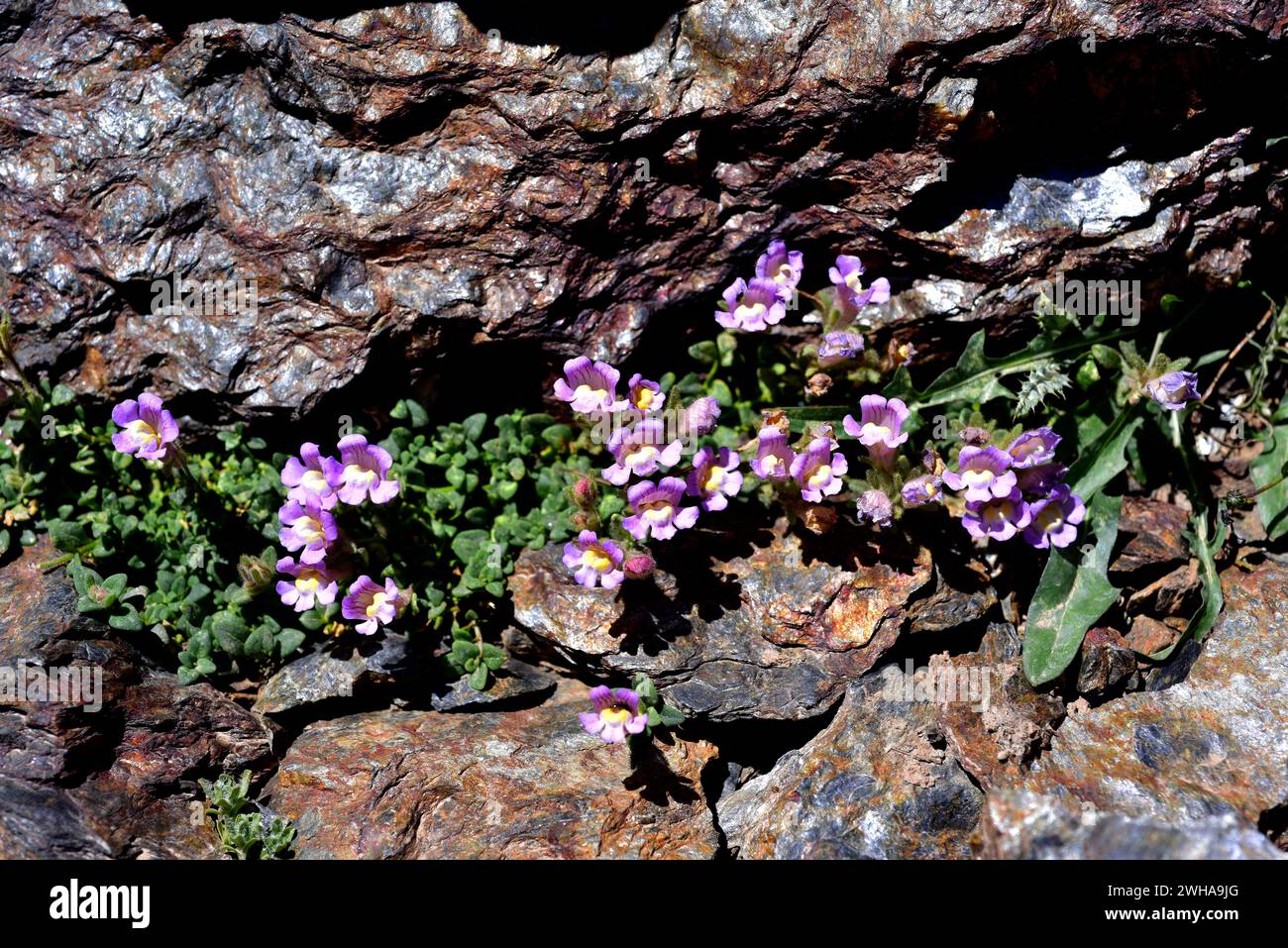 Espuelillas de Sierra Nevada (Chaenorhinum glareosum) is a perennial herb endemic to Sierra Nevada. This photo was taken in Sierra Nevada National Par Stock Photo