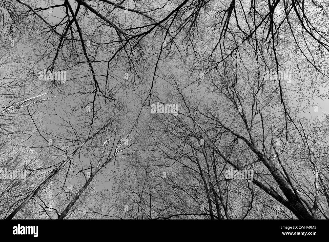 Spring Forest Treetops Woodland treetops Black and White Stock Photos & Images - Alamy
