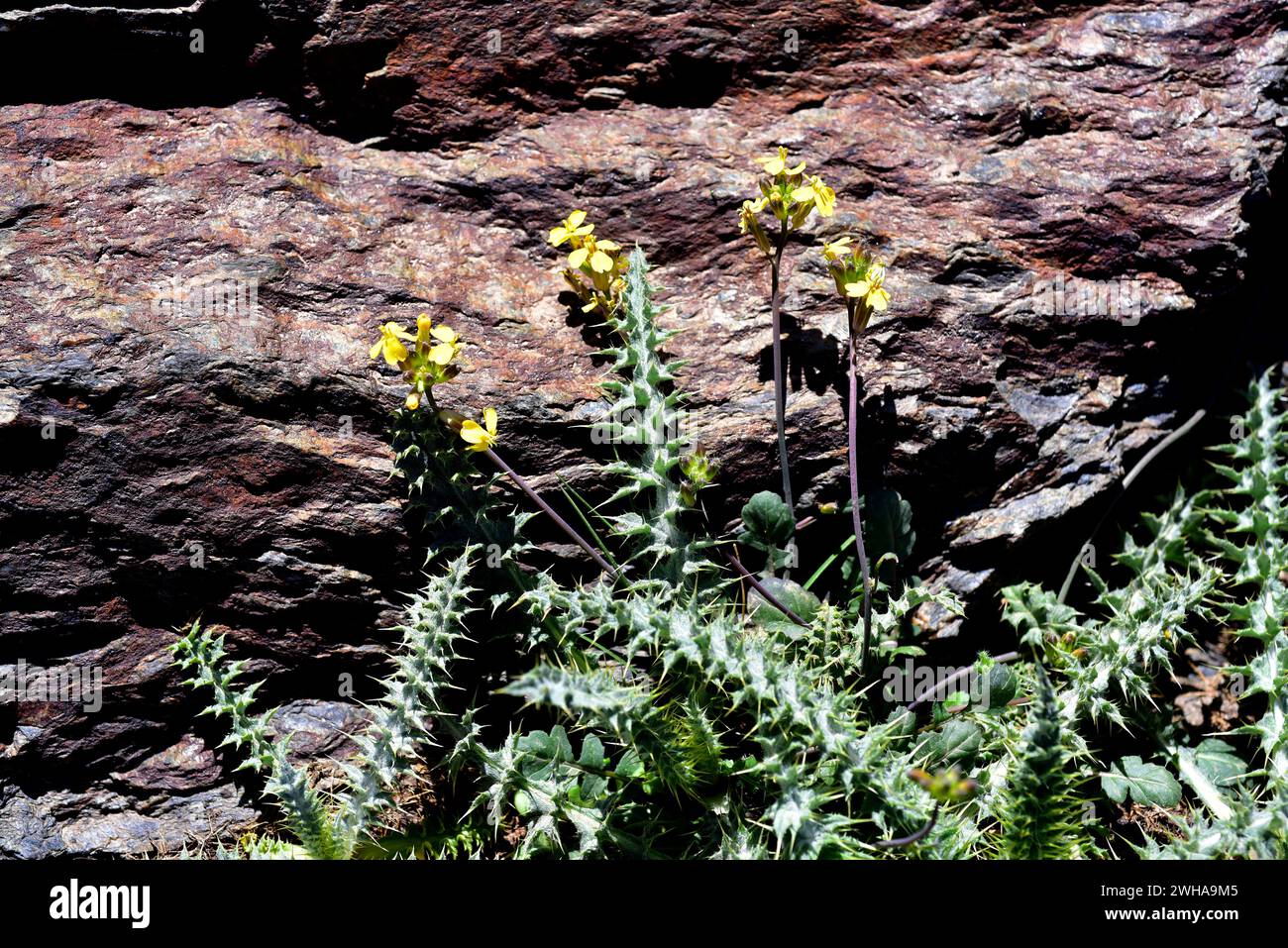 Coincya monensis (yellow flowers) is an annual or perennial herb native to western Europe and northern Africa. Coincya is covered by spiny leaves of C Stock Photo