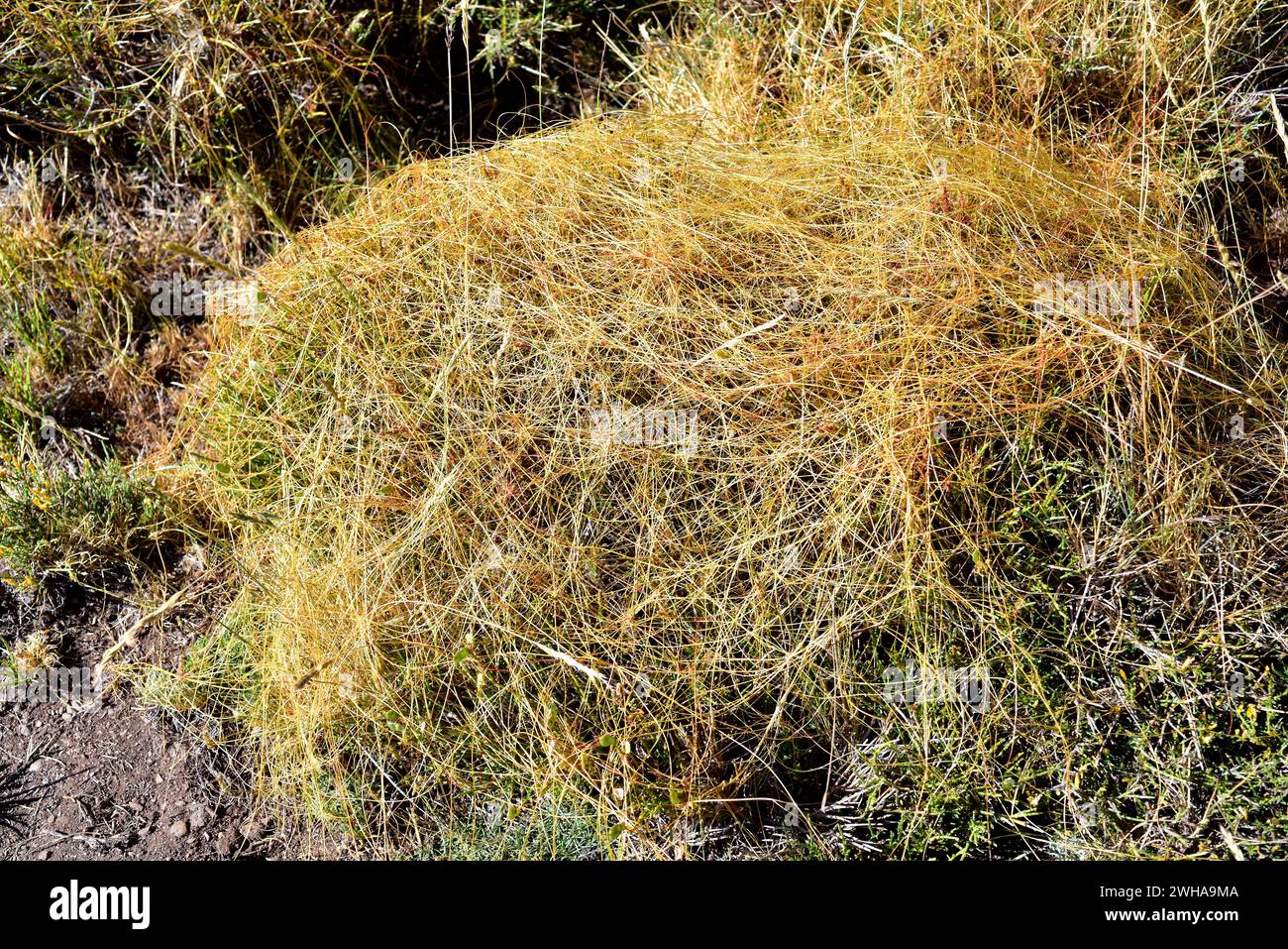 Cuscuta triumvirati is a parasite plant endemic to Sierras Beticas and Atlas (Morocco). This photo was taken in Las Alpujarras, Sierra Nevada, Granada Stock Photo