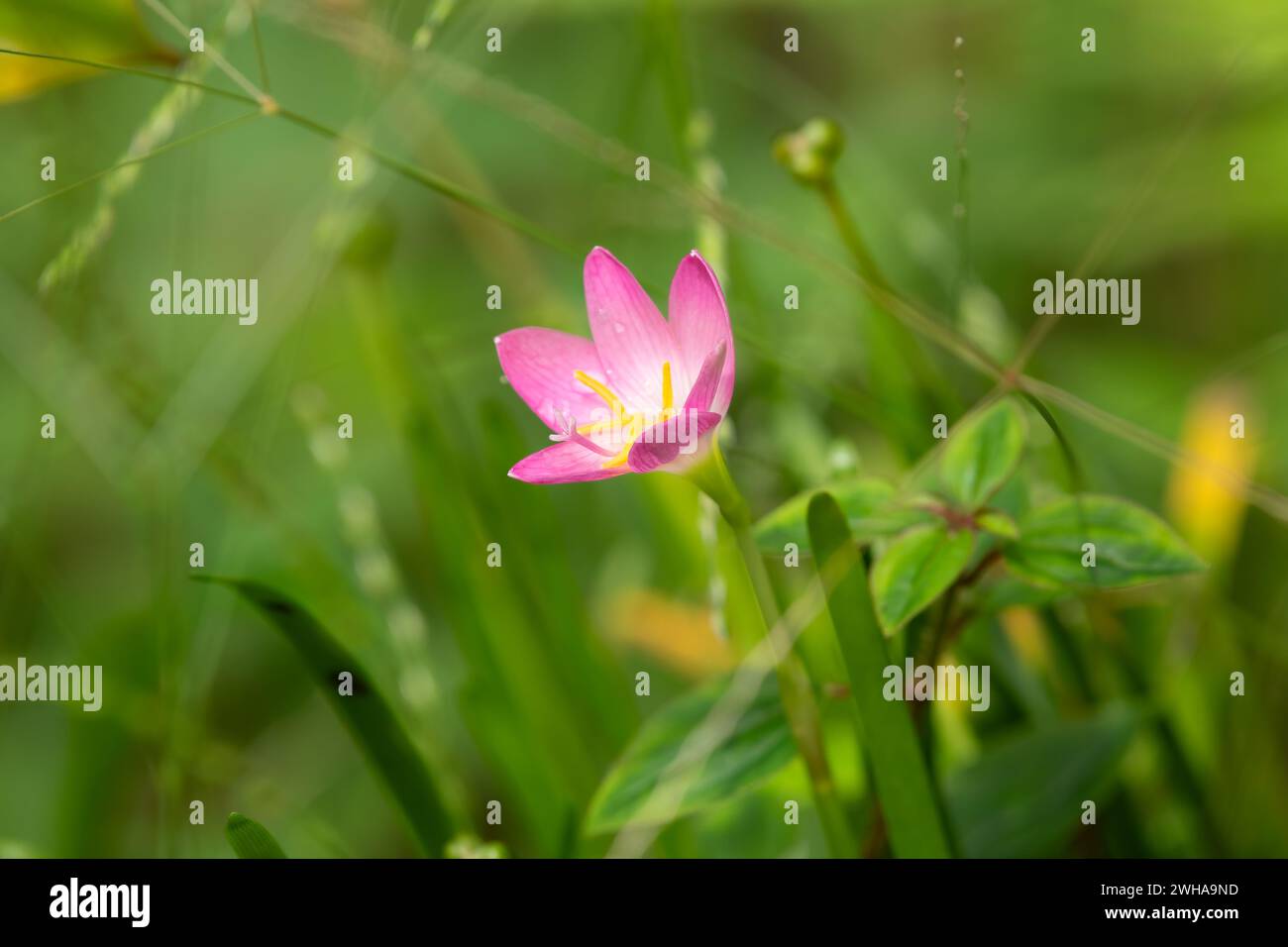 A beautiful lone rain lily flower in the garden. Also known as Zephyranthes grandiflora. Stock Photo