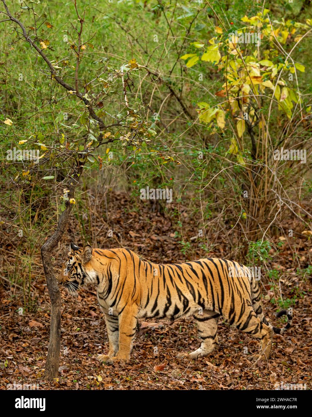 wild bengal female tiger or panthera tigris or tigress in natural green