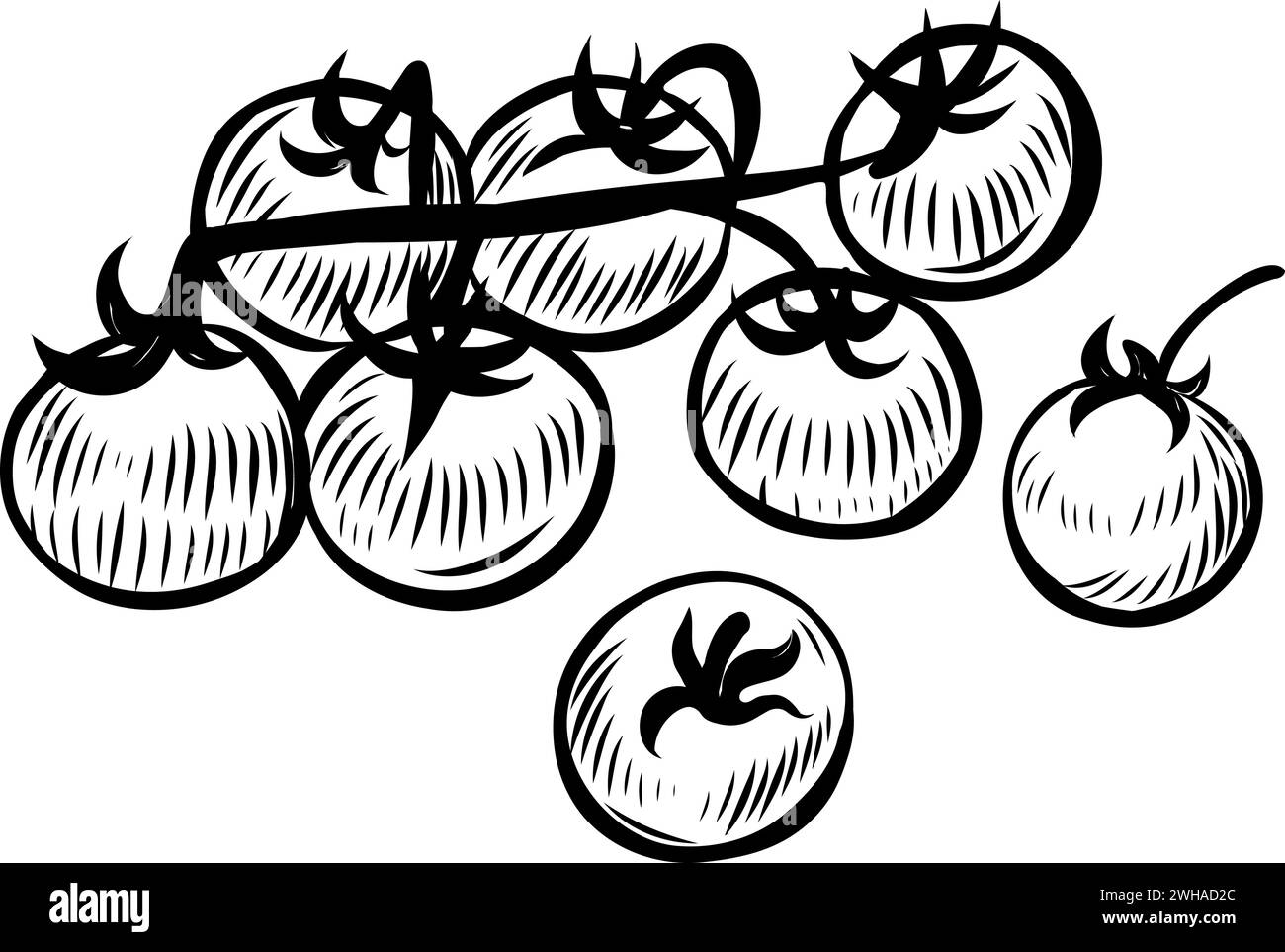 Tomatoes on branch hand drawn vector illustration Stock Vector Image ...