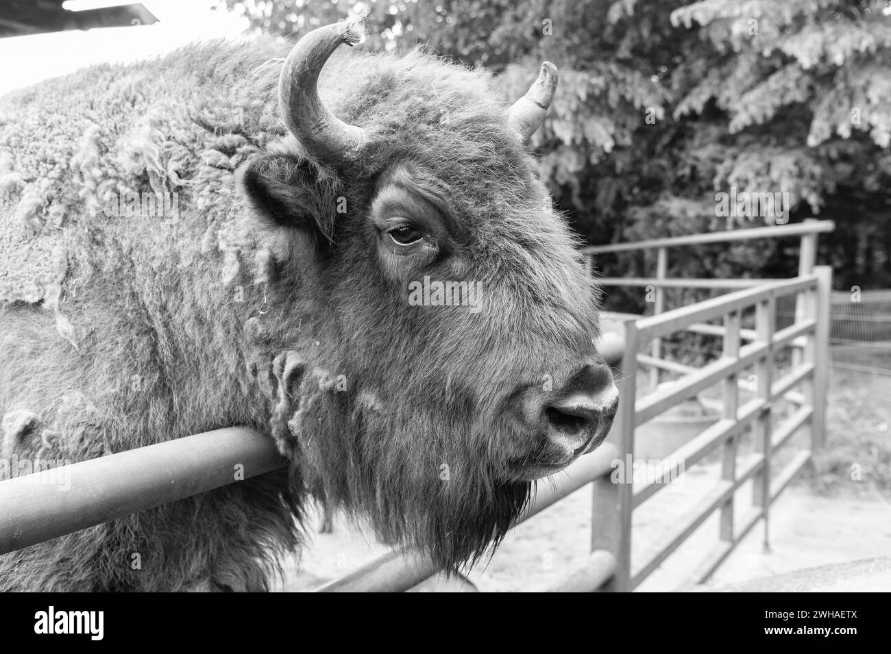 big buffalo head in zoo animal park outdoor Stock Photo - Alamy