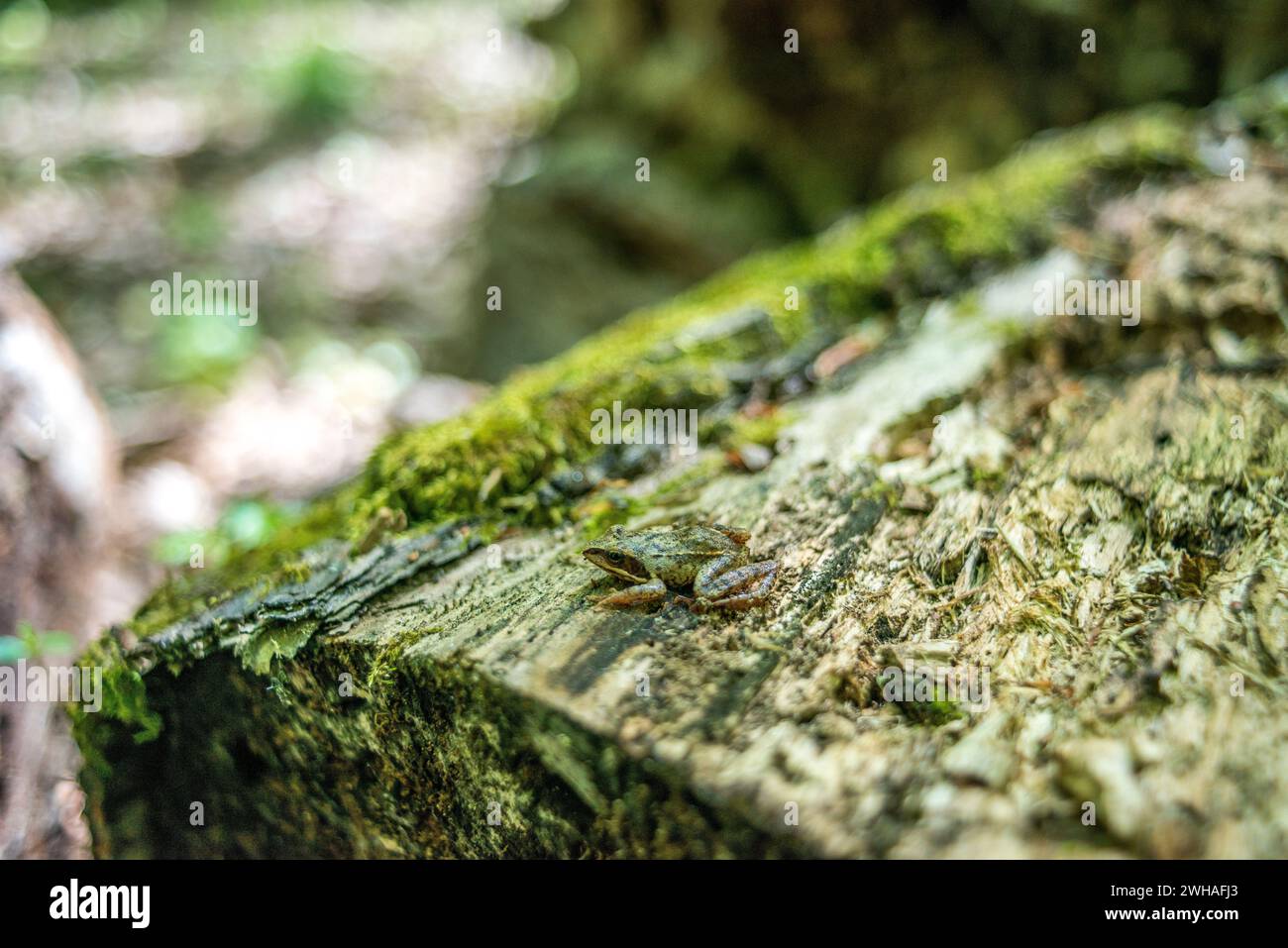 Amphibian frog tree hi-res stock photography and images - Alamy