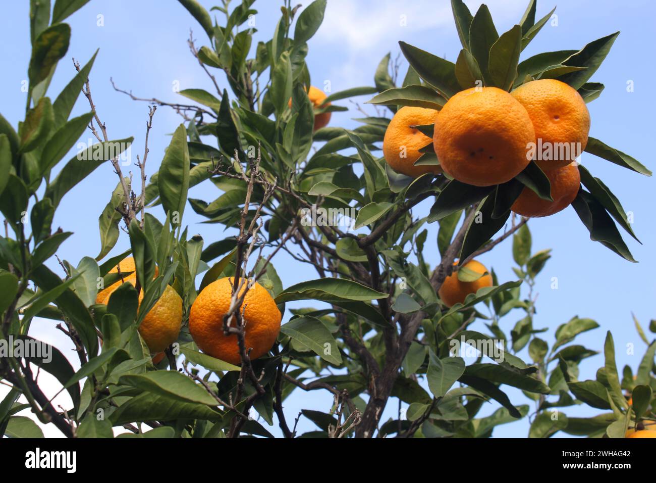 Tangerine Tree Ripe ripe tangerines on the branch of the tree Stock Photo - Alamy