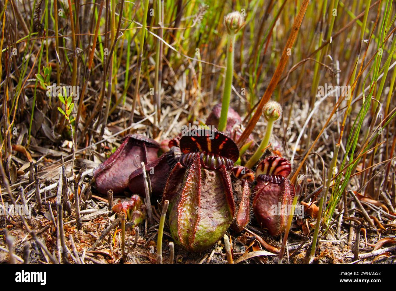 Albany pitcher plant (Cephalotus follicularis) with flower stalks in natural habitat, Western Australia Stock Photo