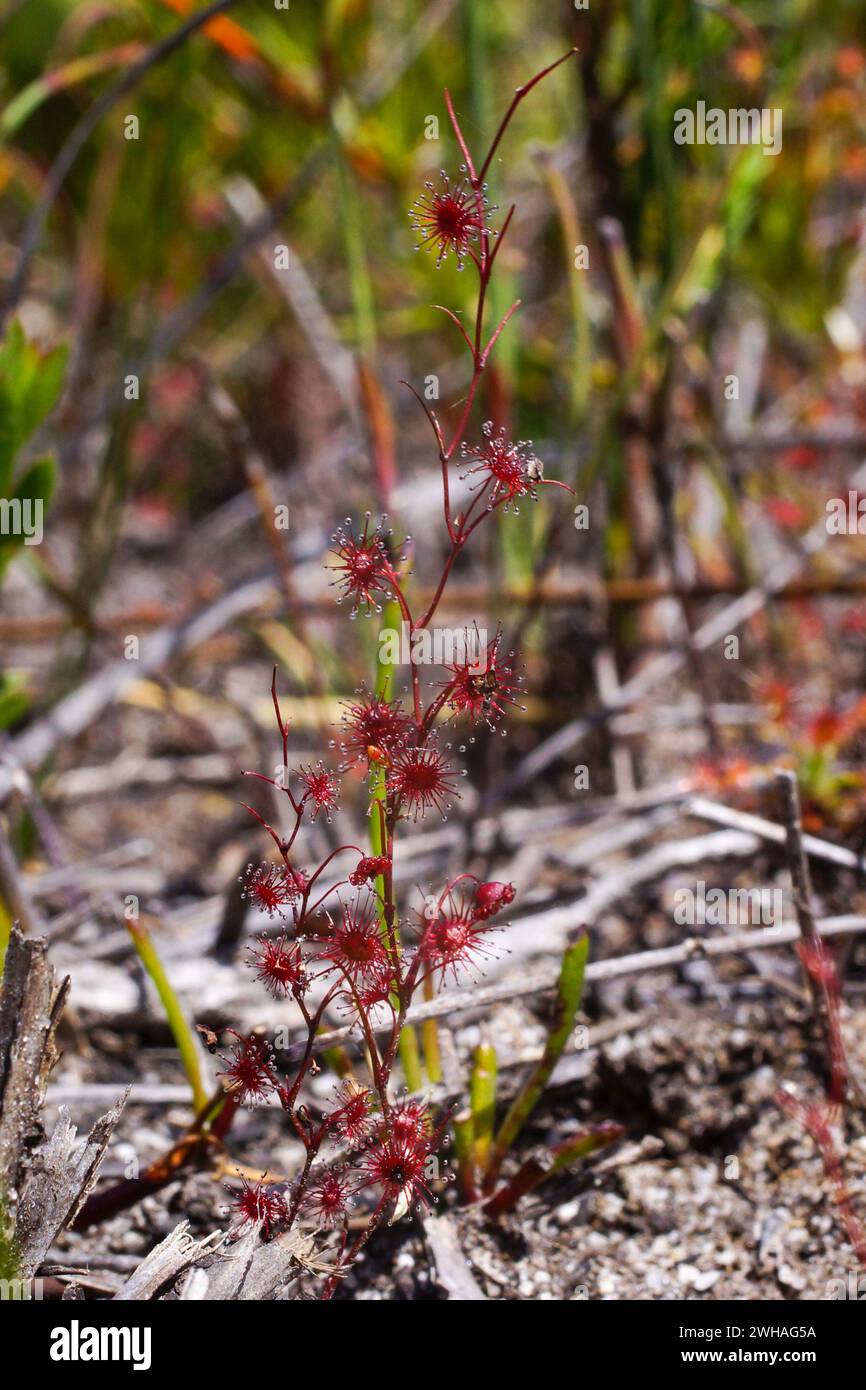 Pink rainbow sundew (Drosera menziesii) with red sticky leaves on a small stem, in natural habitat, Western Australia Stock Photo