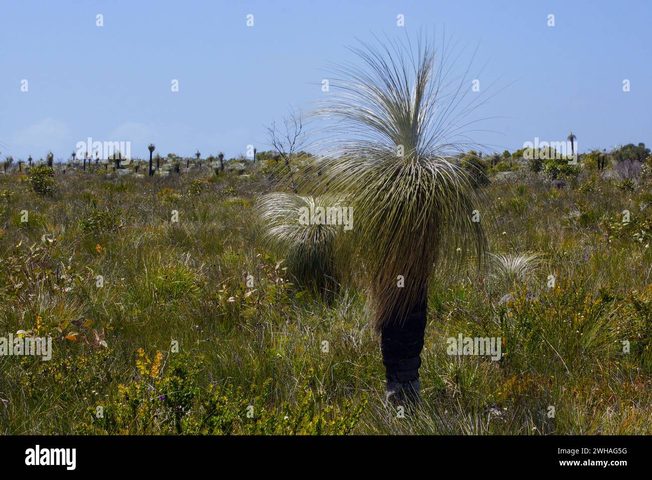 Landscape near the south coast with Kingia australis, Southwest Western Australia Stock Photo