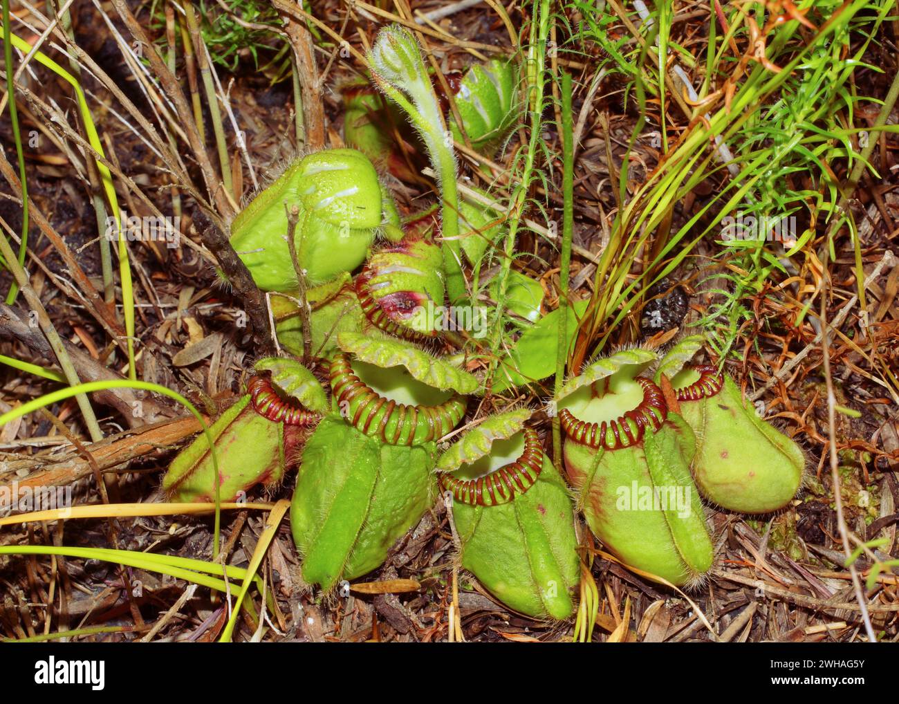 Albany pitcher plant (Cephalotus follicularis) with flower stalk in high grasses, natural habitat, Western Australia Stock Photo