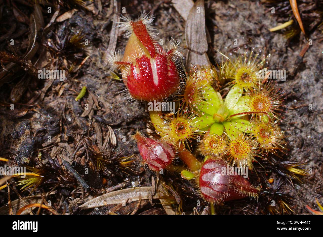 Albany pitcher plant (Cephalotus follicularis), seedling with pygmy sundew (Drosera pulchella) in natural habitat, Western Australia Stock Photo
