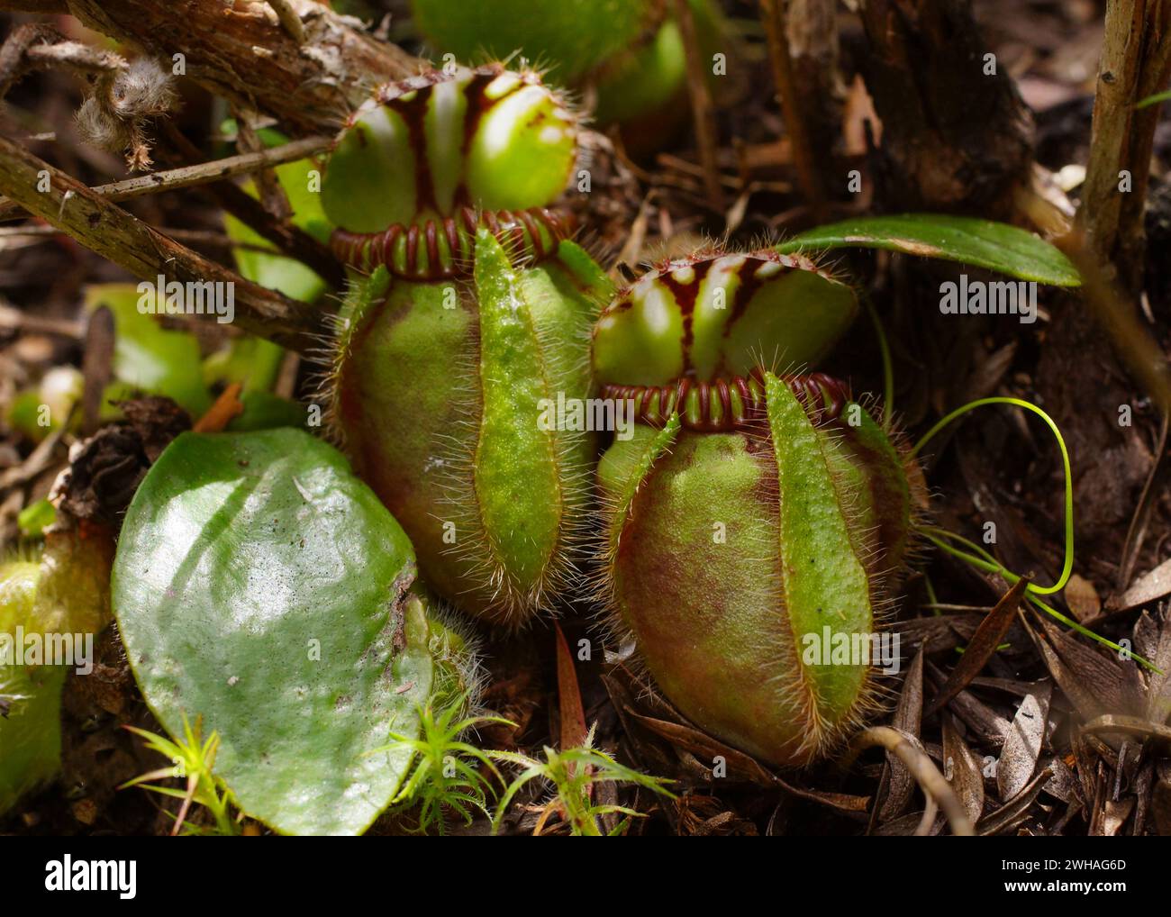 Albany pitcher plant (Cephalotus follicularis), close-up of two pitchers, in natural habitat, Western Australia Stock Photo