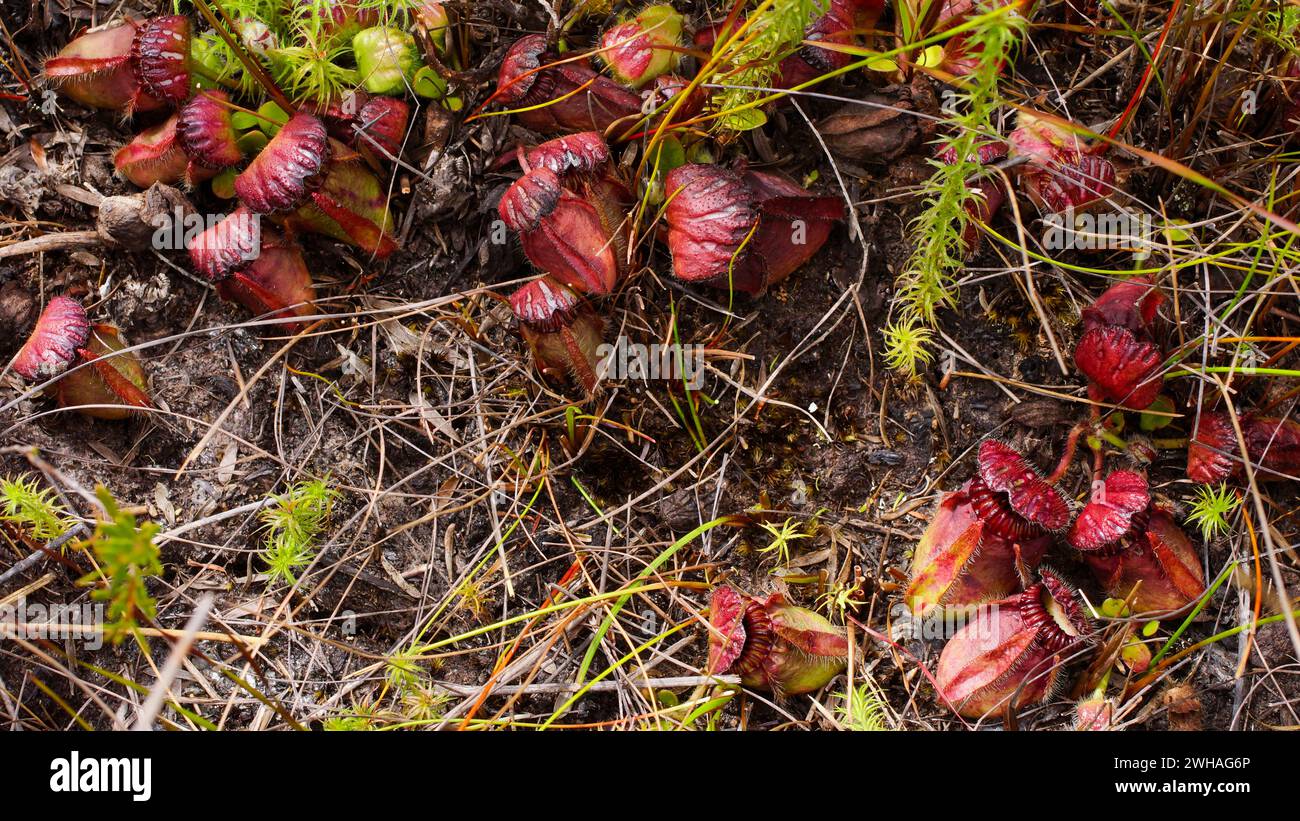 Albany pitcher plant (Cephalotus follicularis) in natural habitat, view from above, Western Australia Stock Photo