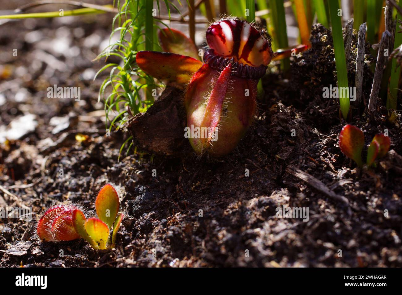 Albany pitcher plant (Cephalotus follicularis), adult plant and seedling, in natural habitat, Western Australia Stock Photo