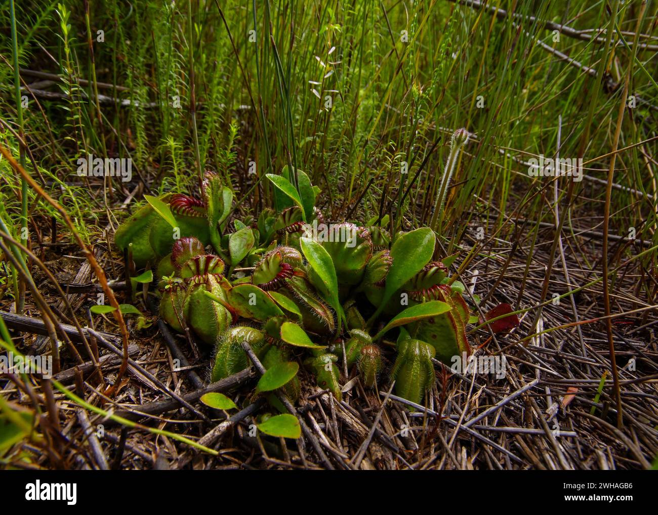 Albany pitcher plant (Cephalotus follicularis), strong plant with flower stalk in high grasses, natural habitat, Western Australia Stock Photo