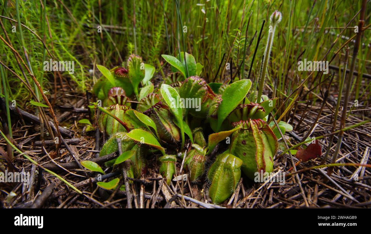 Albany pitcher plant (Cephalotus follicularis), strong plant with flower stalk in natural habitat, Western Australia Stock Photo