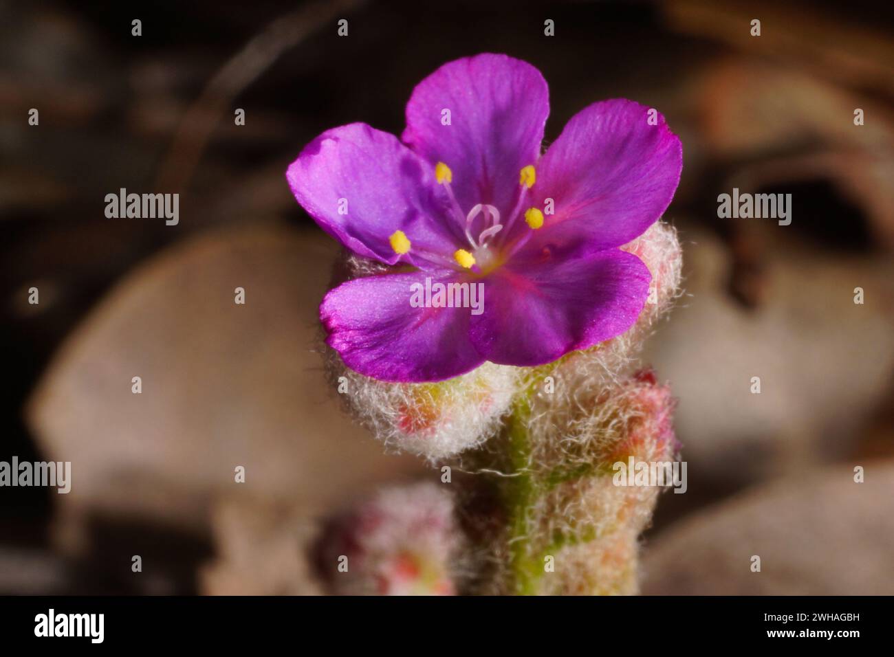 Pink flower of the carnivorous pygmy sundew Drosera lasiantha, flower stalk covered in wooly hairs, in natural habitat, Western Australia Stock Photo