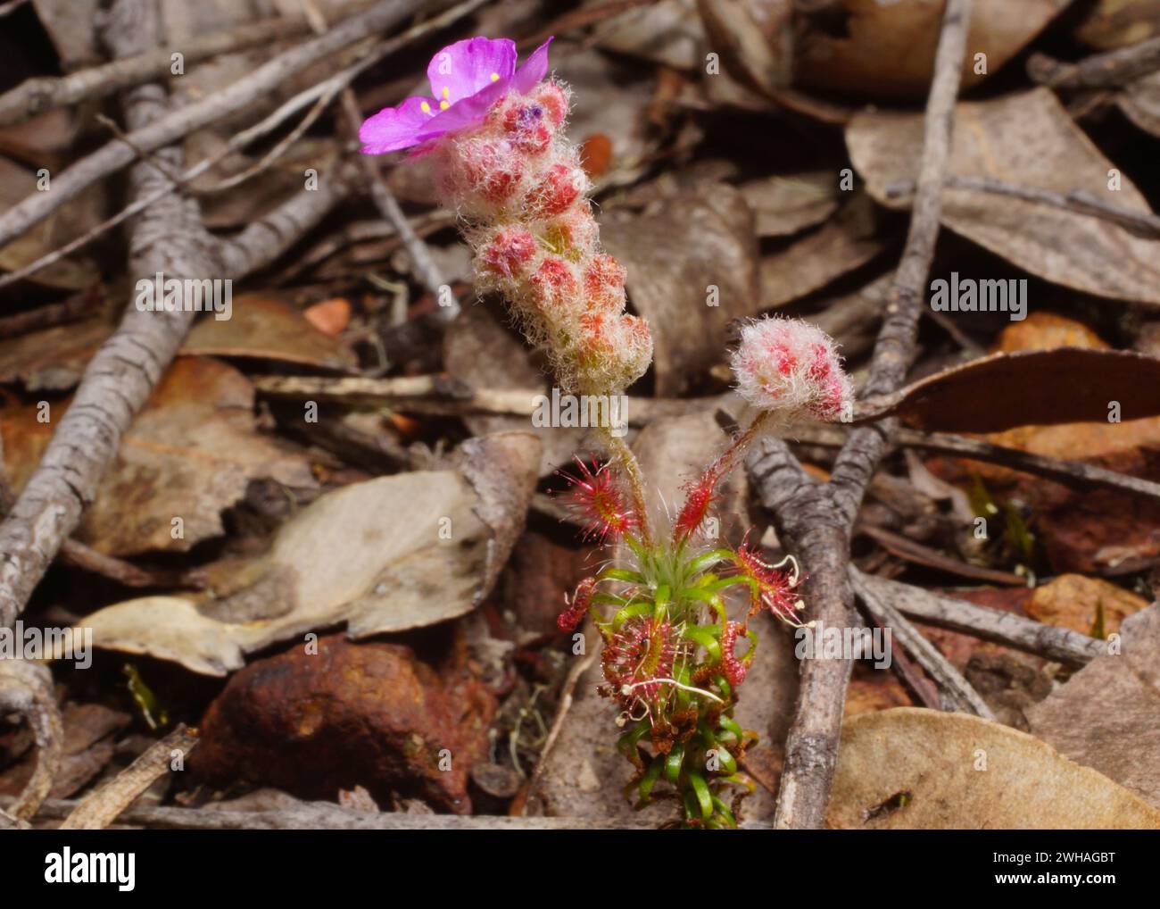 Carnivorous pygmy sundew Drosera lasiantha with pink flower and flower stalk covered in wooly hairs, in natural habitat, Western Australia Stock Photo