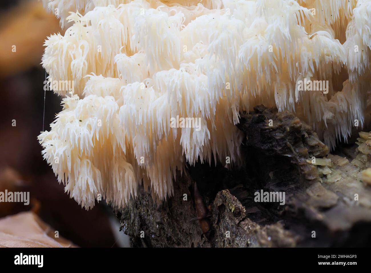 Fruiting body of the bearded hedgehog mushroom Stock Photo