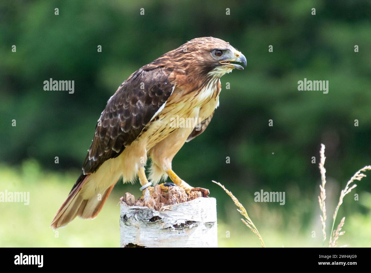 A red-tailed buzzard (Buteo jamaicensis) perched on a post outdoors in daytime Stock Photo