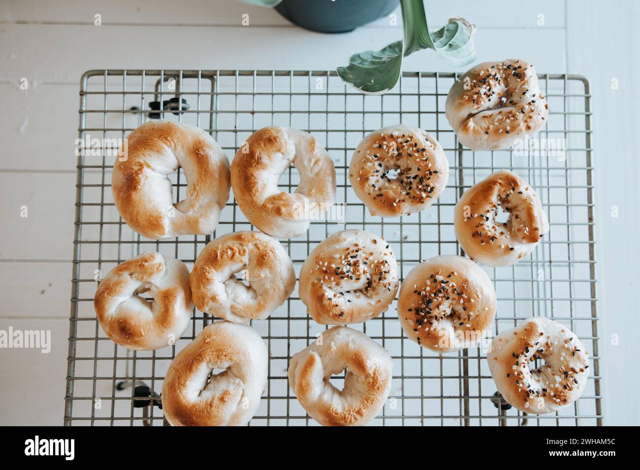 Sourdough bagels on rack, everything or plain Stock Photo