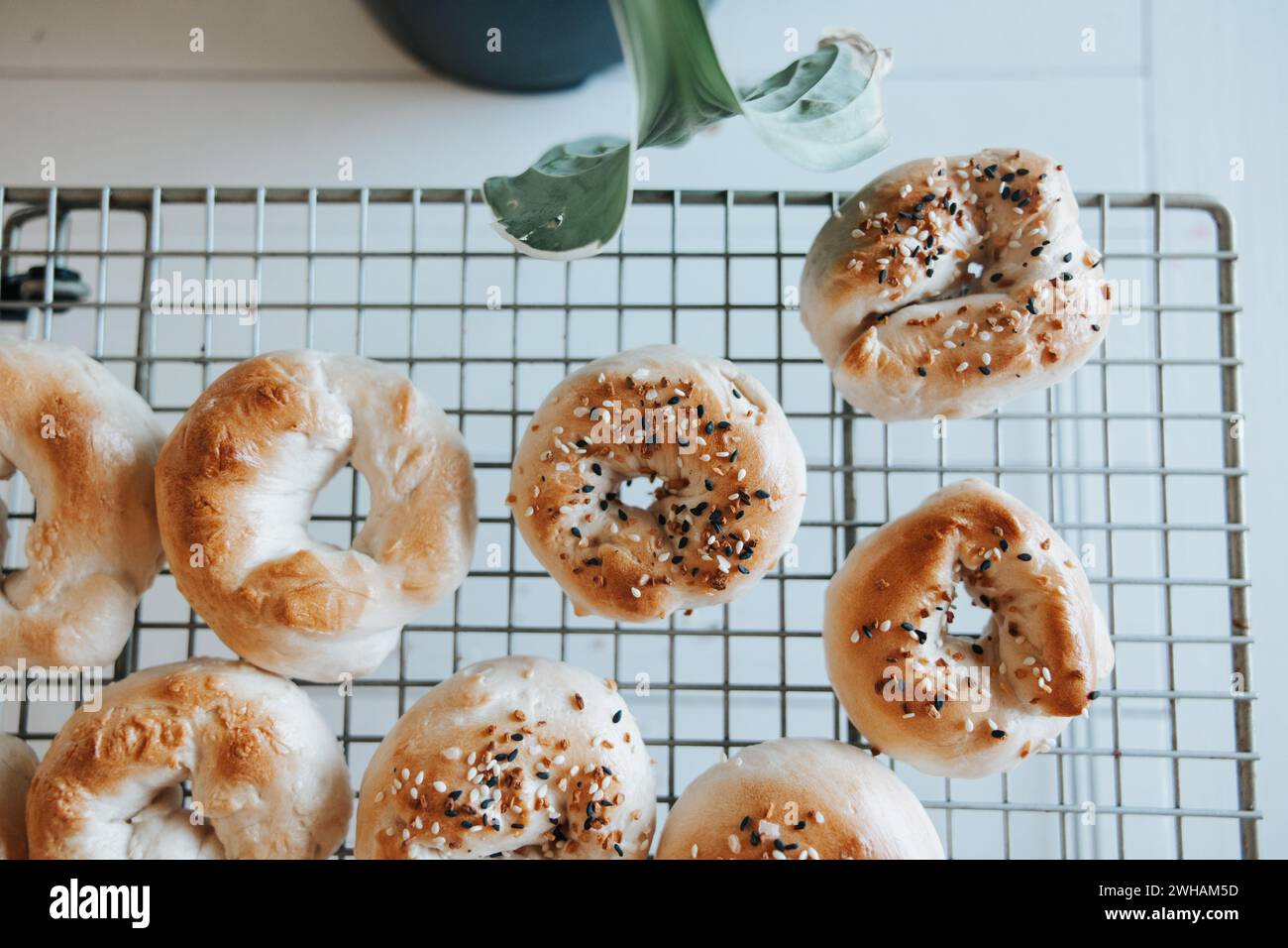 Sourdough bagels on rack, everything or plain Stock Photo