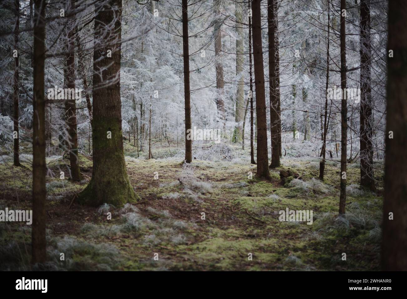 Frozen and misty enchanted forest with green moss Stock Photo - Alamy