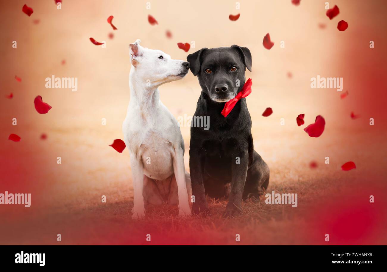 Valentine portrait of patterdale terrier dogs Stock Photo